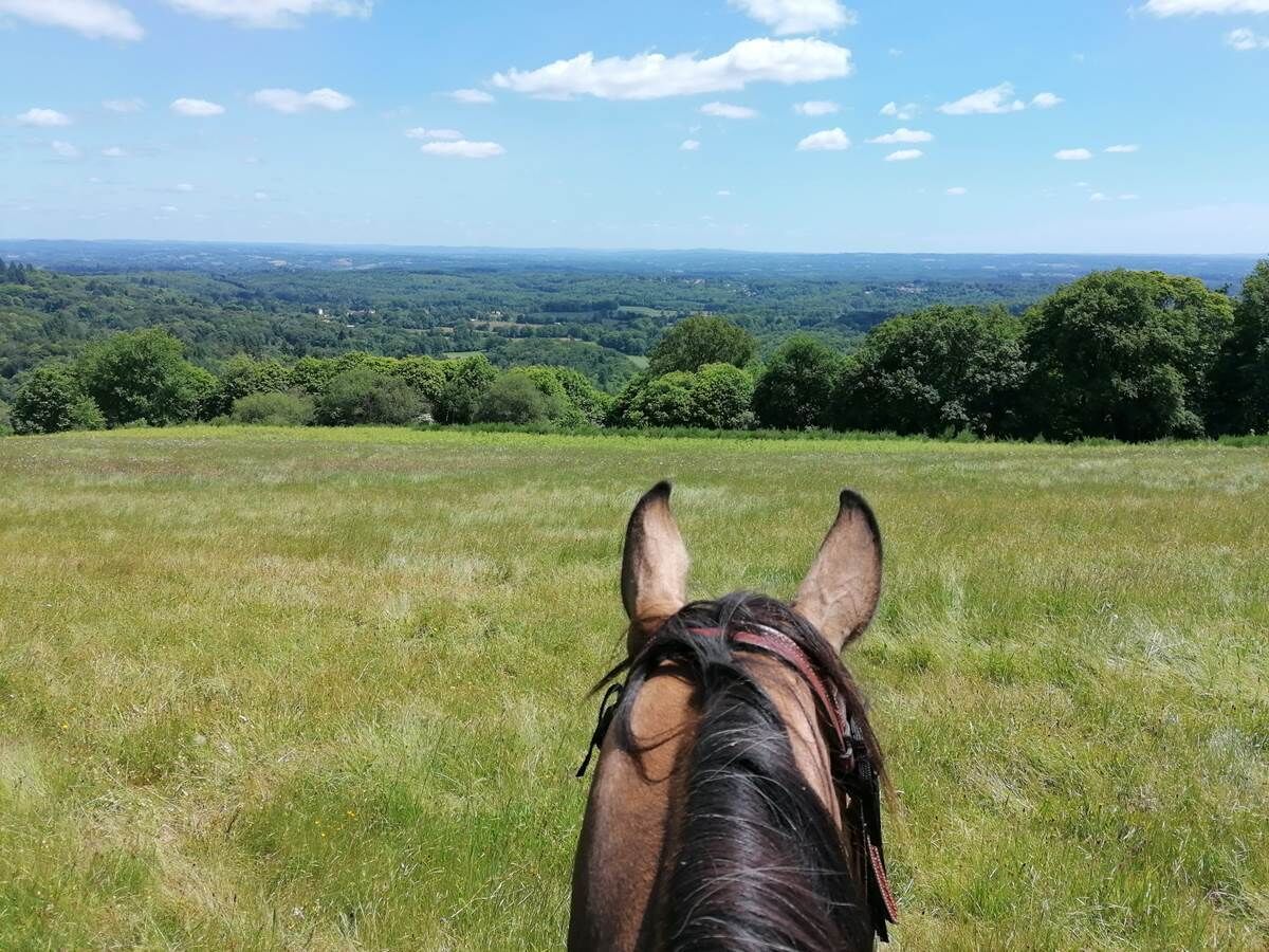 A horse's head in a grassy field with a distant view of a forest and hills.