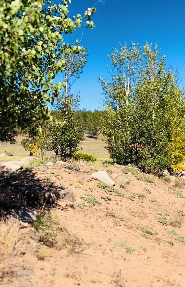 Surrounded by lush trees and shrubs, this serene landscape offers a peaceful escape.