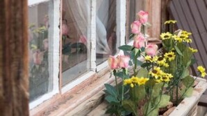Et rustikt trævindue med indbygget plantekasse med pink roser og gule blomster.
