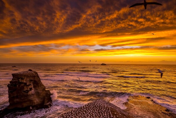 Beach - Sunset Capital Of The World (Muriwai)