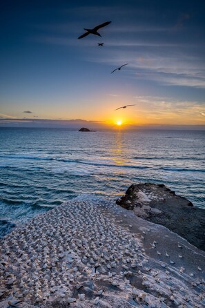Beach - Sunset Capital Of The World (Muriwai)