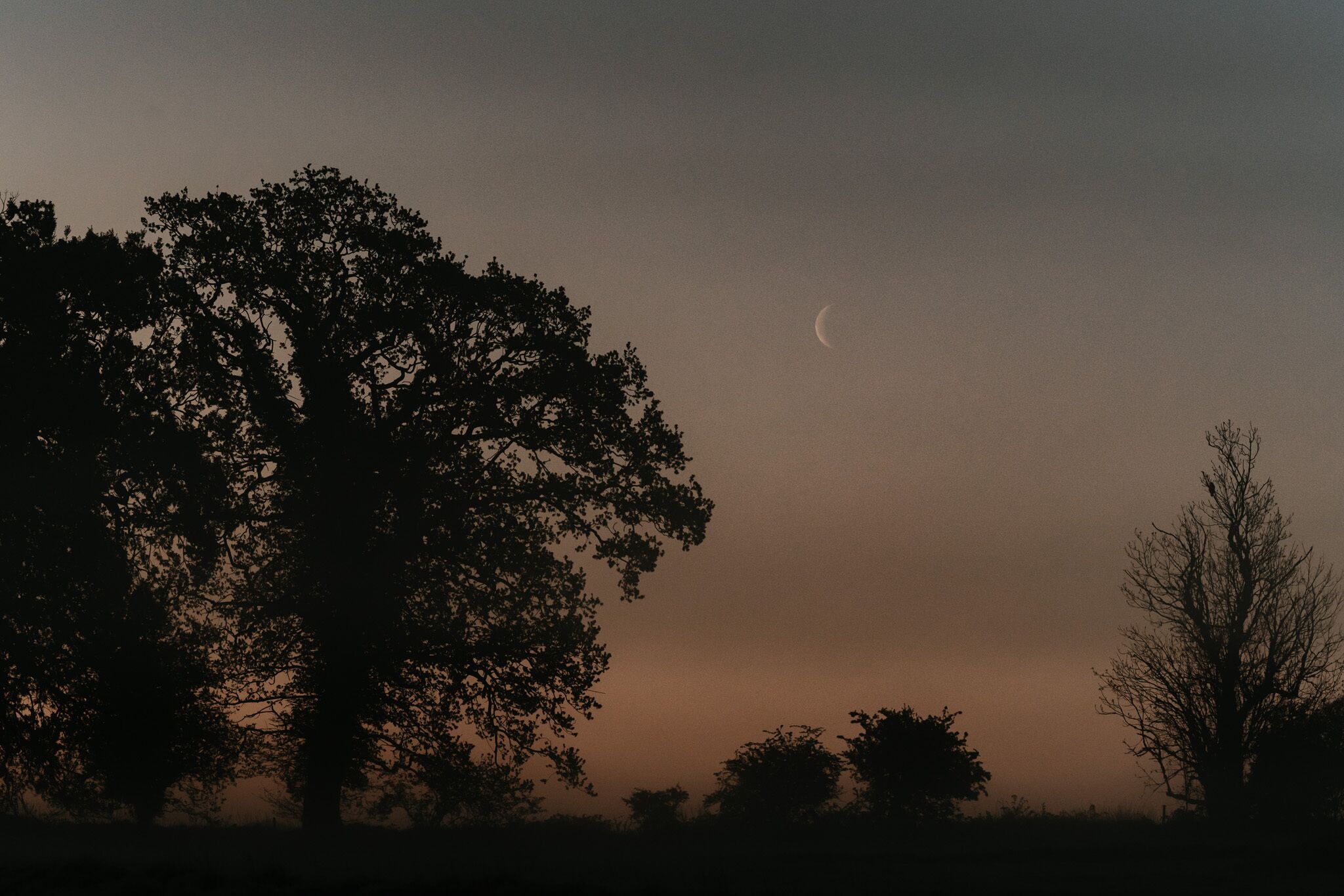 A crescent moon in a twilight sky with silhouetted trees.