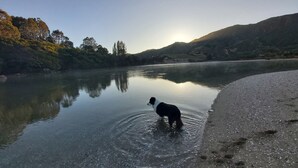 A dog standing in shallow water near a riverbank with a clear sky and hills in the background. - Ruru at Ligar Bay (Ligar Bay)