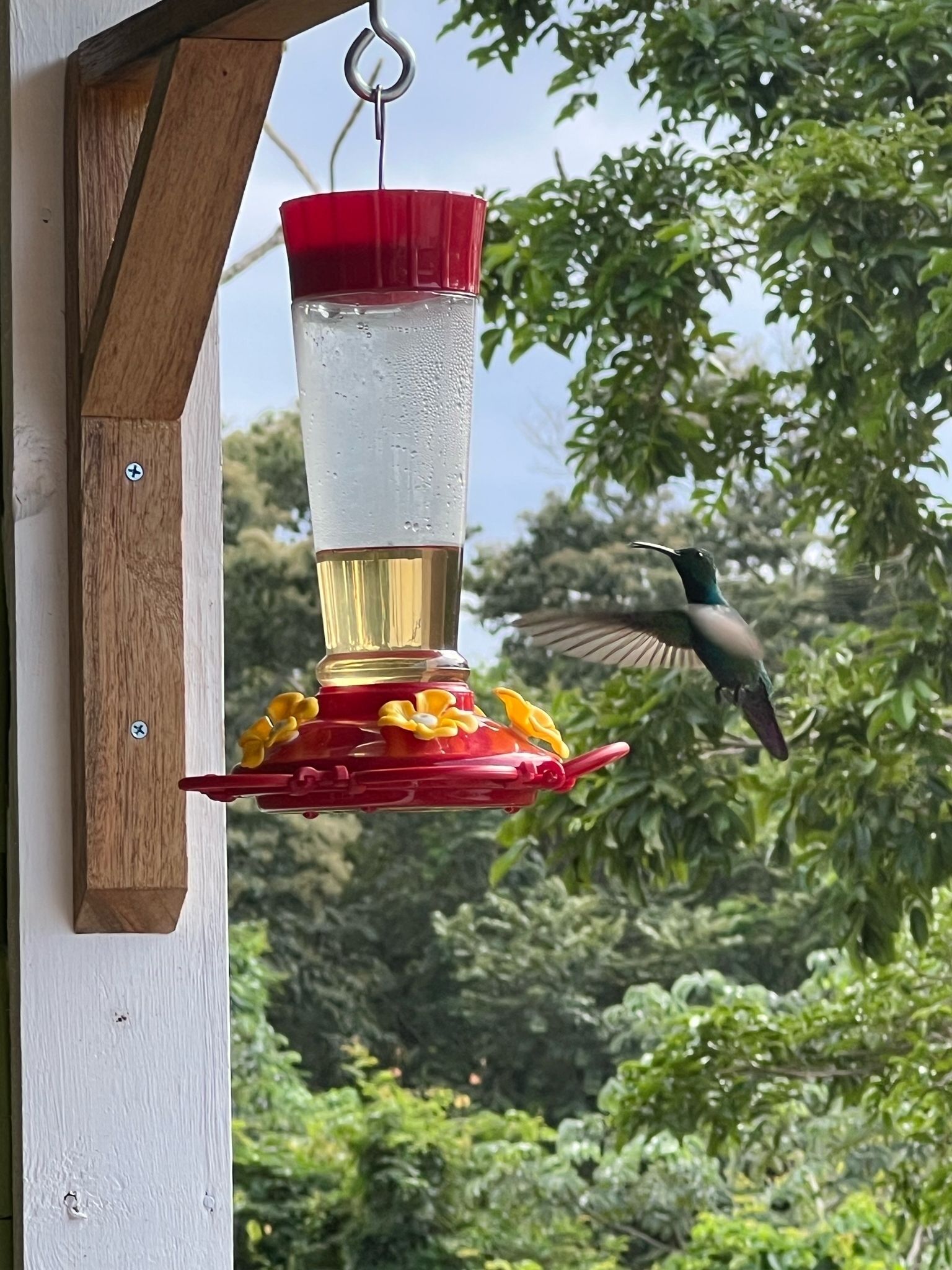 Un distributeur d’aliments pour oiseaux fixé à un poteau en bois, muni d’un récipient transparent en verre et de touches de couleur rouge.