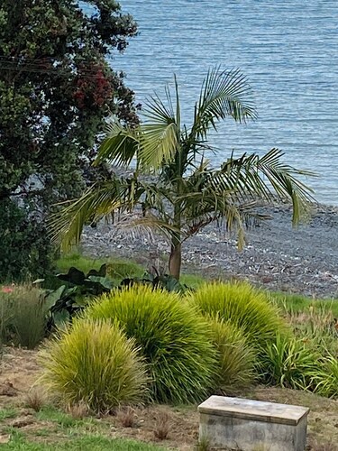 Charming Waharau seaside holiday house close to regional park.