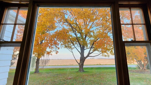 Blick durch ein Fenster auf einen Baum mit Herbstlaub.