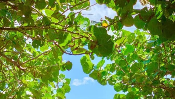 A wooden pathway leading to a beach with a clear view of the ocean. - RV in Art District and Close to the BEACH! Pool & Hot-Tub & Fenced/Pet-Friendly! (Melbourne)