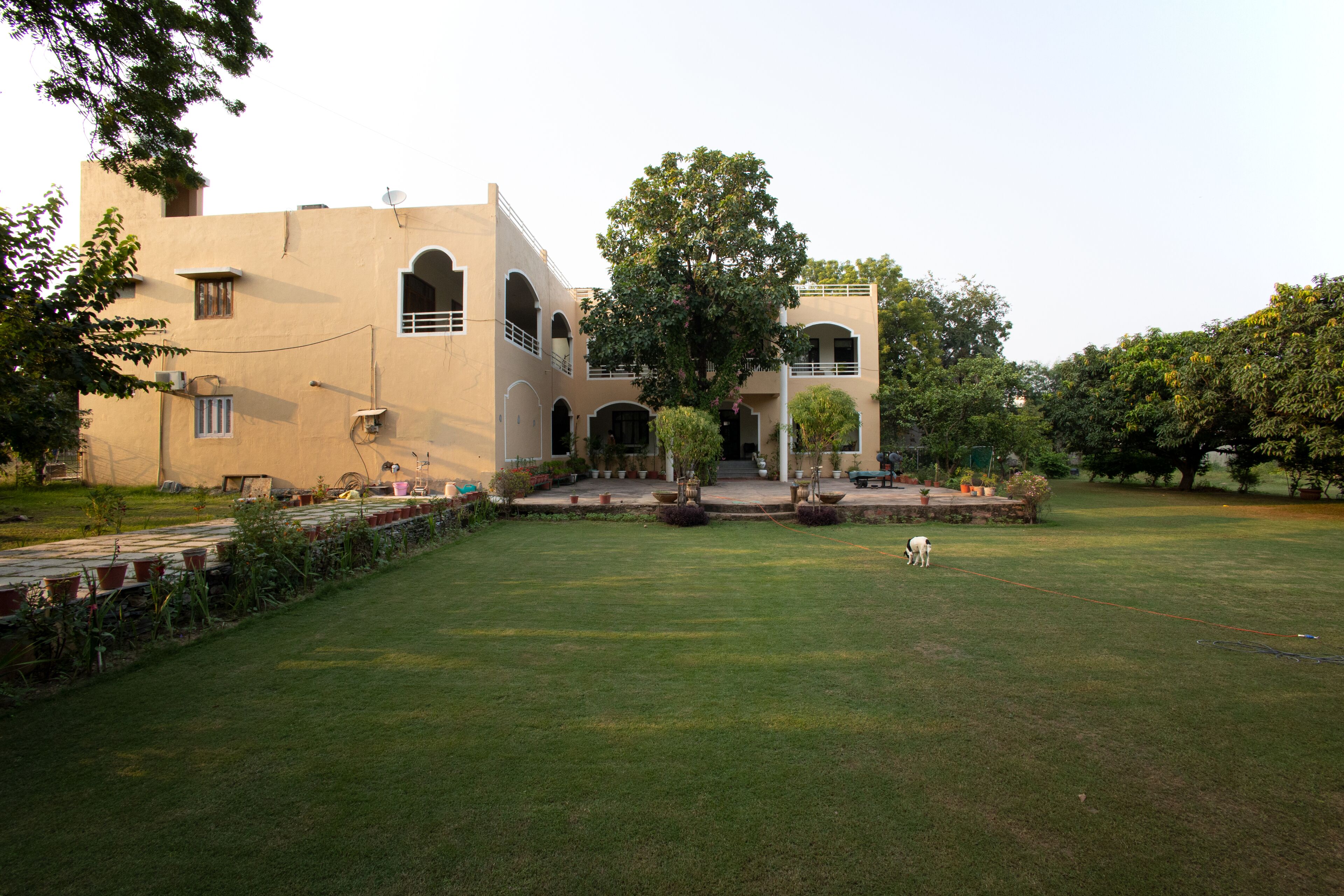 A building with a courtyard, a dog, and a tree.