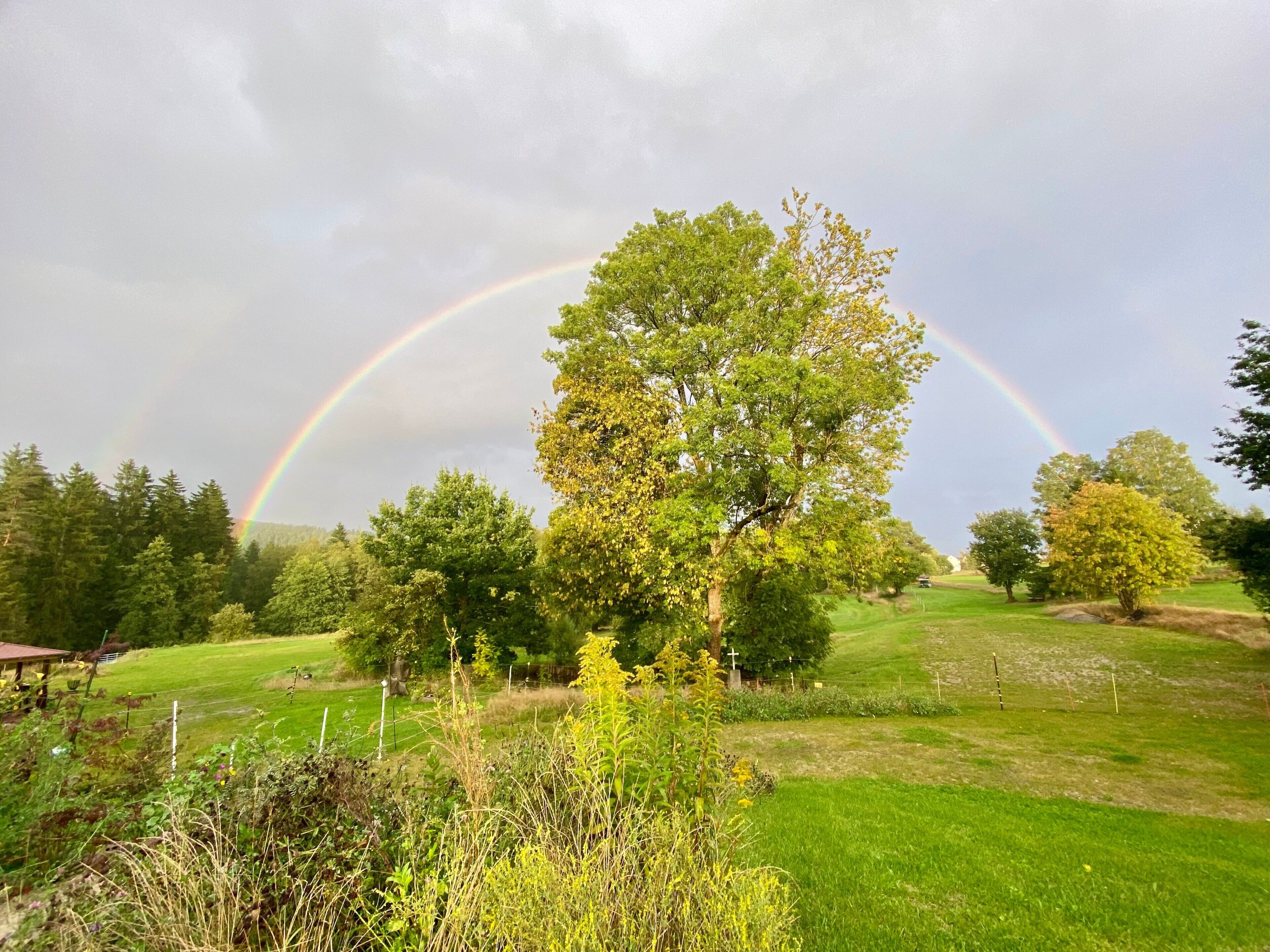 A lush green landscape with a prominent tree and a rainbow in the background.