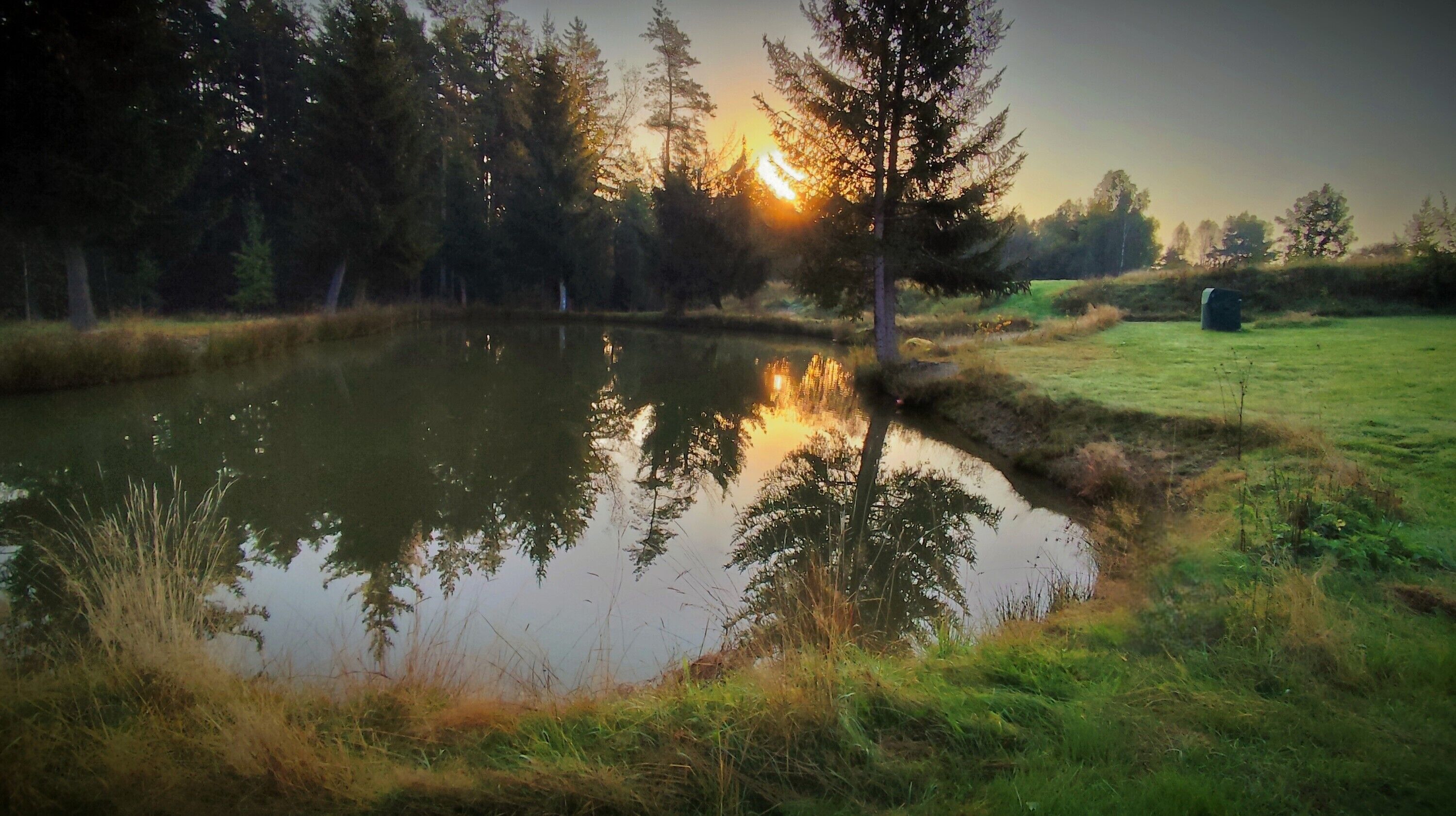 A pond surrounded by trees and grass.
