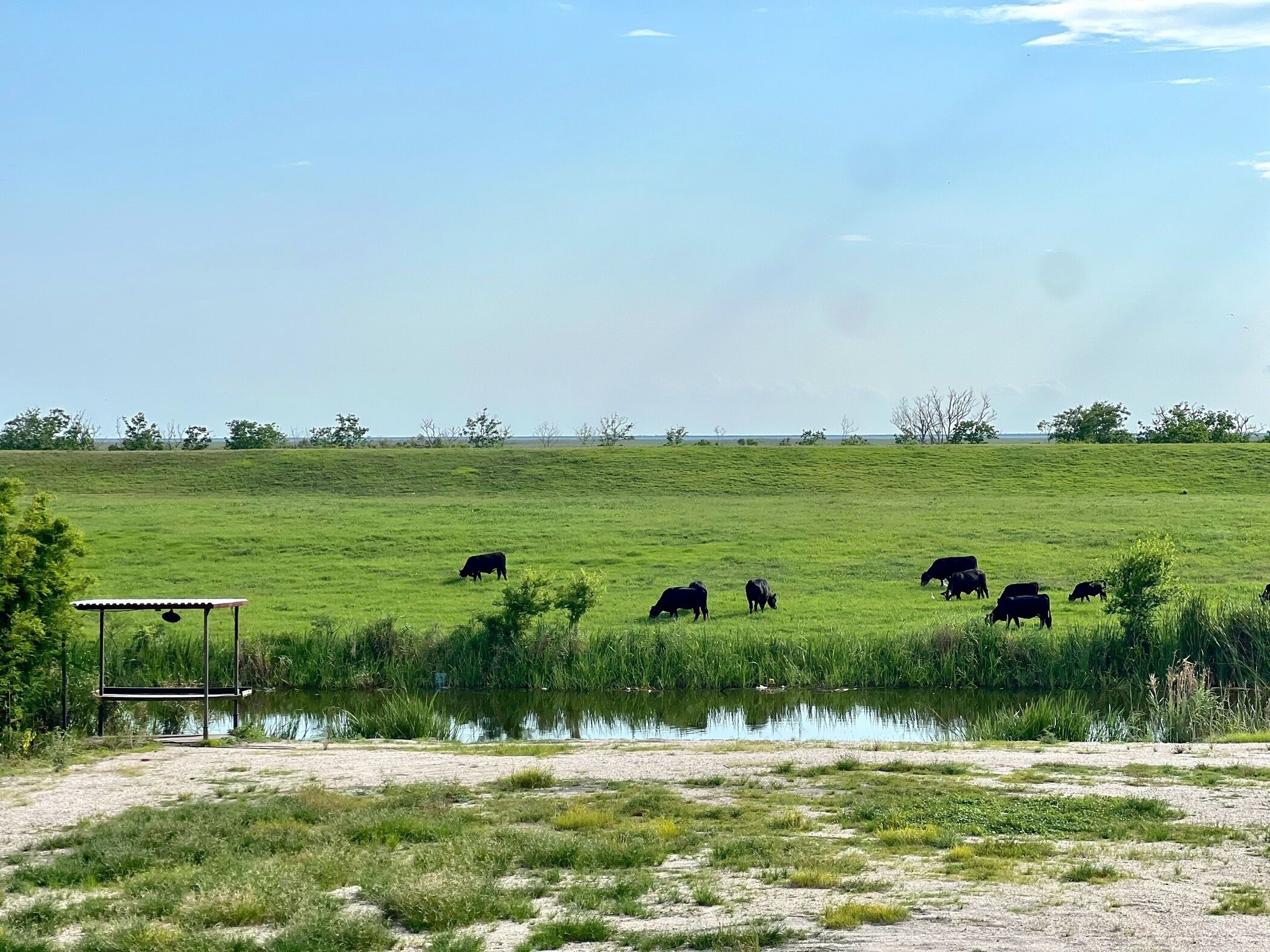 A grassy field with cows grazing and a small pond.