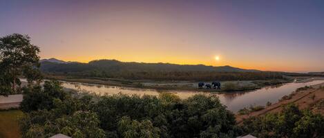 A river with elephants, a tree, and a mountain range in the background.