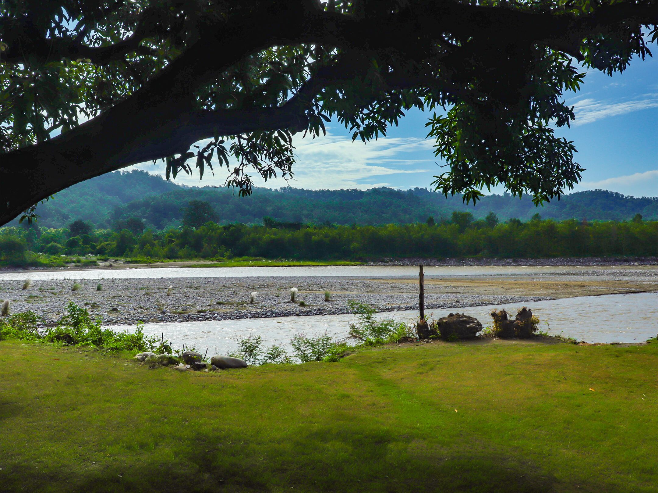 A riverbank with a grassy area and a large tree providing shade.