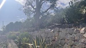 A garden with a stone wall, various cacti, and a large tree. - Beautiful villa with scenic views, located between Ostuni & Cisternino. (Ostuni)