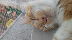 A close-up of a cat's face with closed eyes, lying on a surface. - Cat boarding 🐱 Travel  (Maracanã Jarinu)