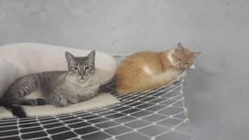 Aceita animais de estimação
