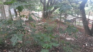 Un’area giardino con diverse piante e alberi, circondata da una recinzione in legno.