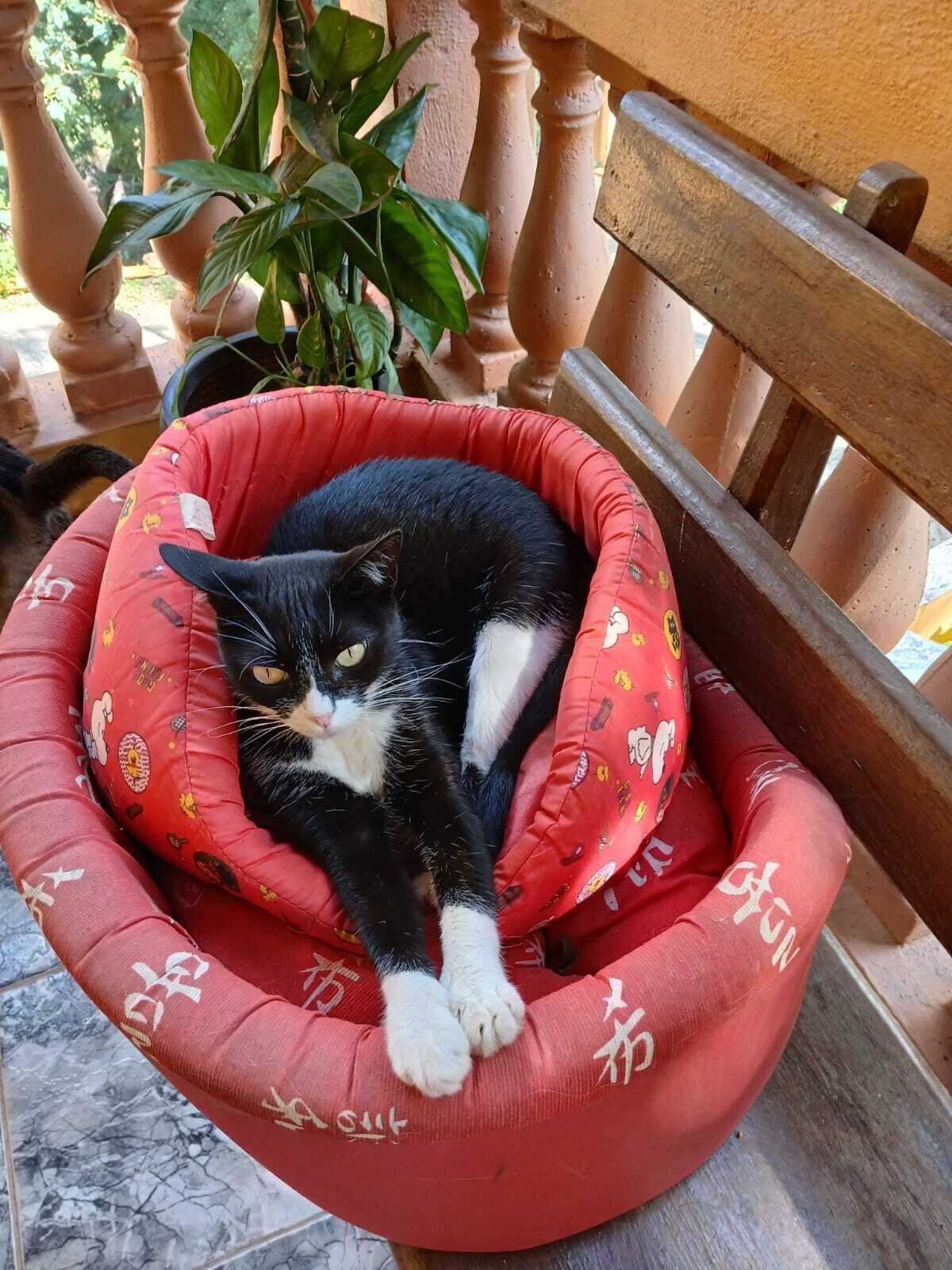 Aceita animais de estimação