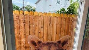 A raccoon peering through a window with a wooden fence in the background. - Cabin Experience near all (Wilkes-Barre)