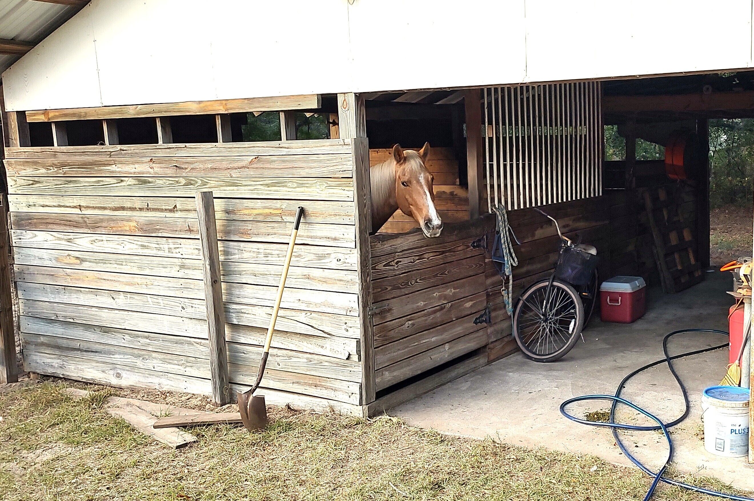 A stable with a horse inside, a wheelbarrow, a hose, and a red cooler on the ground.