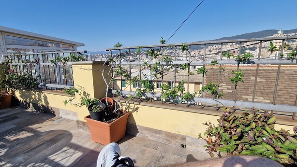 Eine Dachterrasse mit Blumentöpfen, Blick auf die Stadtlandschaft und einem strahlend blauen Himmel.