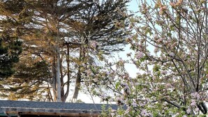 Une maison dotée d’un porche, entourée d’un jardin avec des plates-bandes surélevées et des plantes en fleurs.