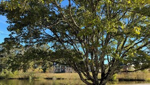 A tree-lined street with a pond and houses in the background. - Down to the Wire, Cozy 2-bedroom condo with WiFi and AC in welcoming Auburn (Auburn)