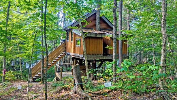 Une cabane en bois perchée dans un arbre, accessible par un escalier, et entourée d’une forêt dense.