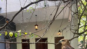 Un oiseau était perché sur une branche devant un bâtiment doté d’un porche, de portes et de bancs.