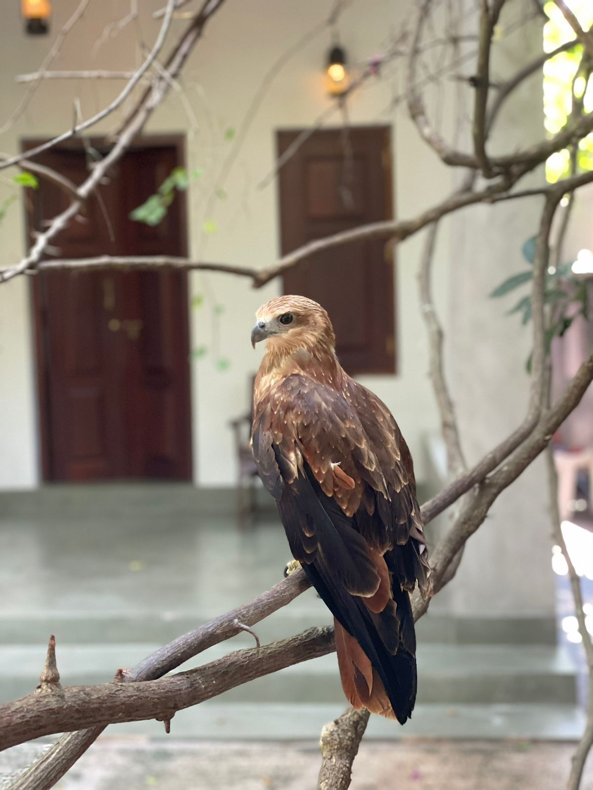A bird perched on a branch in front of a building with a door and windows.