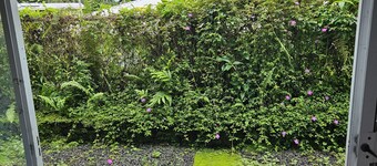 Yonegan Plumeria Hilo Hotel - Ilio Kai (Monk Seal)