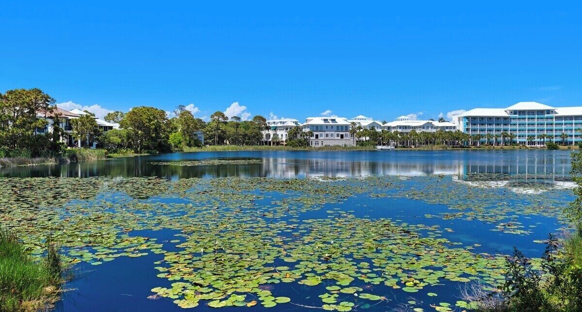 A lake with lily pads and buildings in the background.