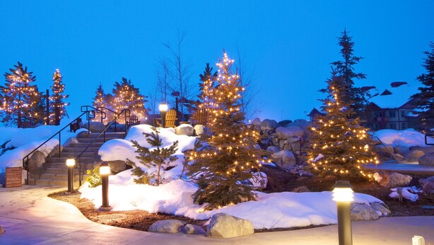 Un espace extérieur enneigé, agrémenté de sapins de Noël illuminés et d’un escalier en pierre.
