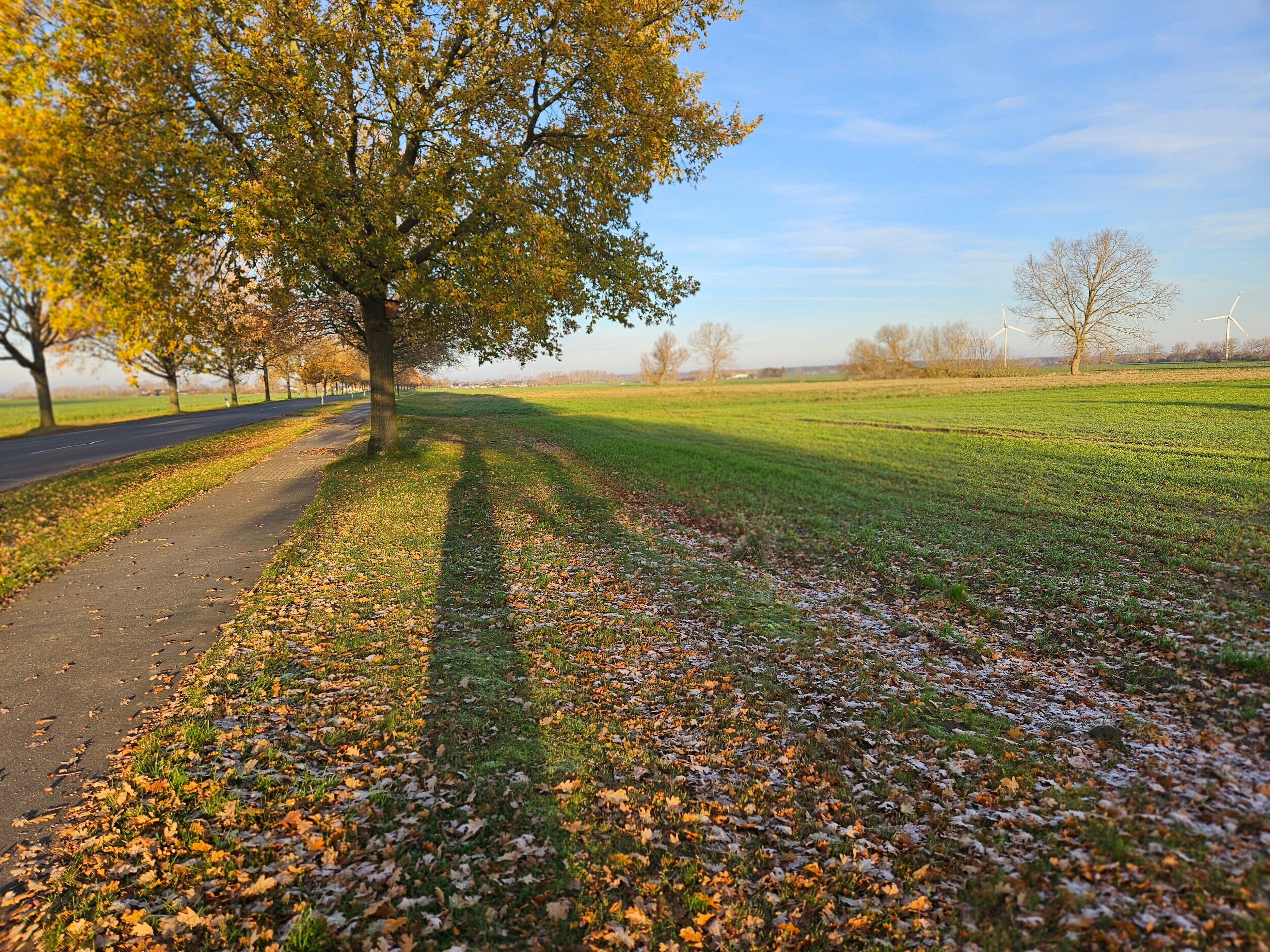 Un sentier bordé d’arbres et un champ d’herbe.