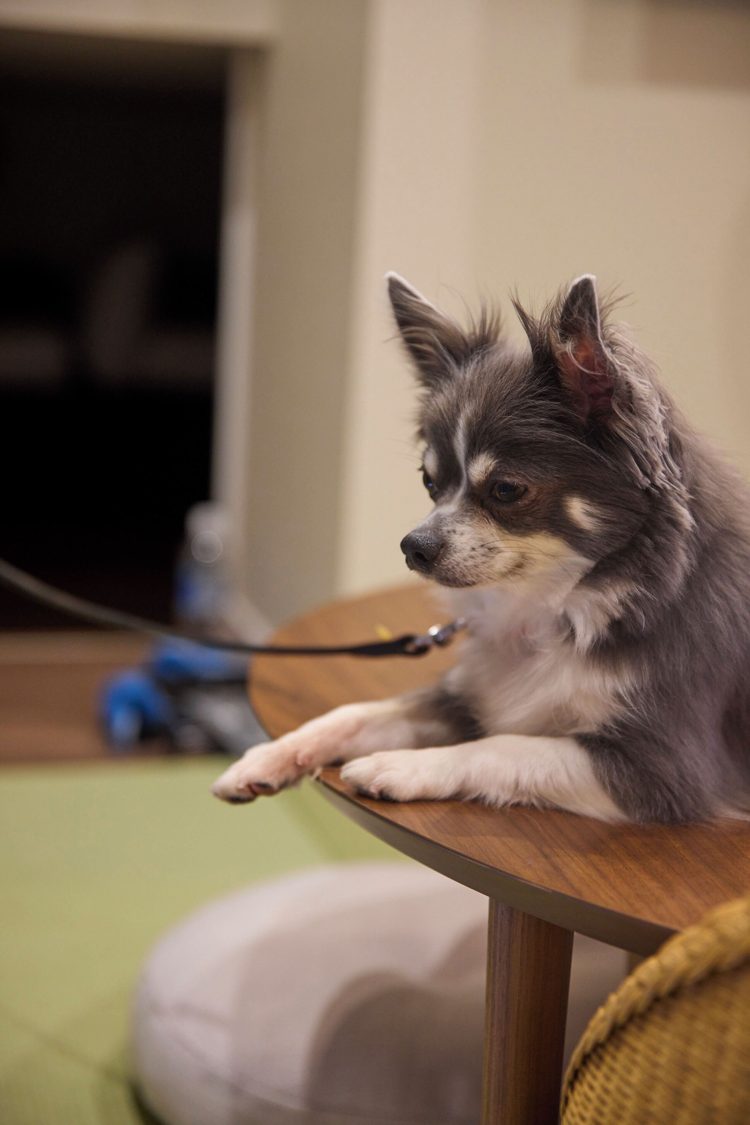 A dog sitting on a wooden table.