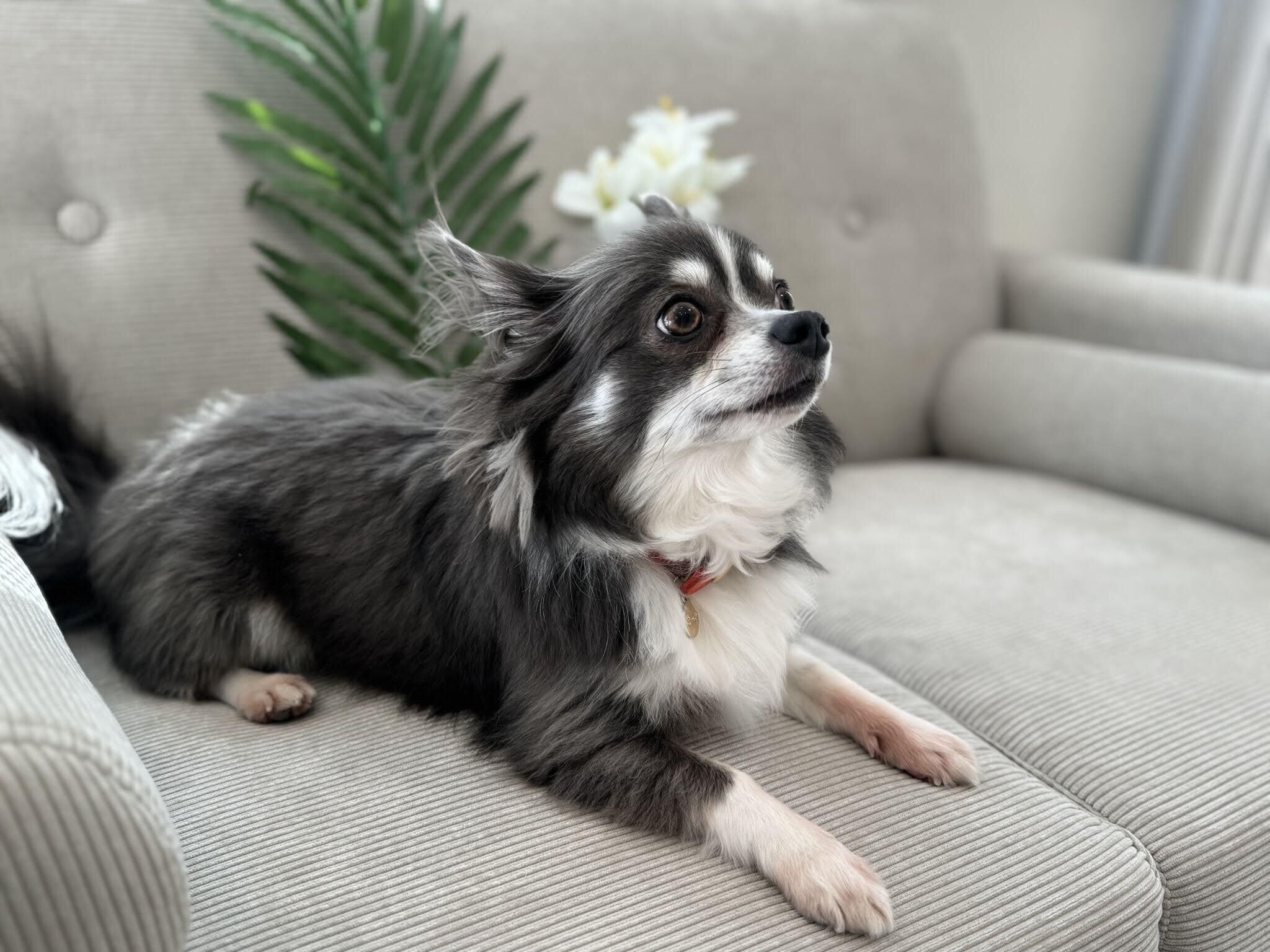 Un perro recostado sobre un sofá gris, con una planta y una flor blanca al fondo.