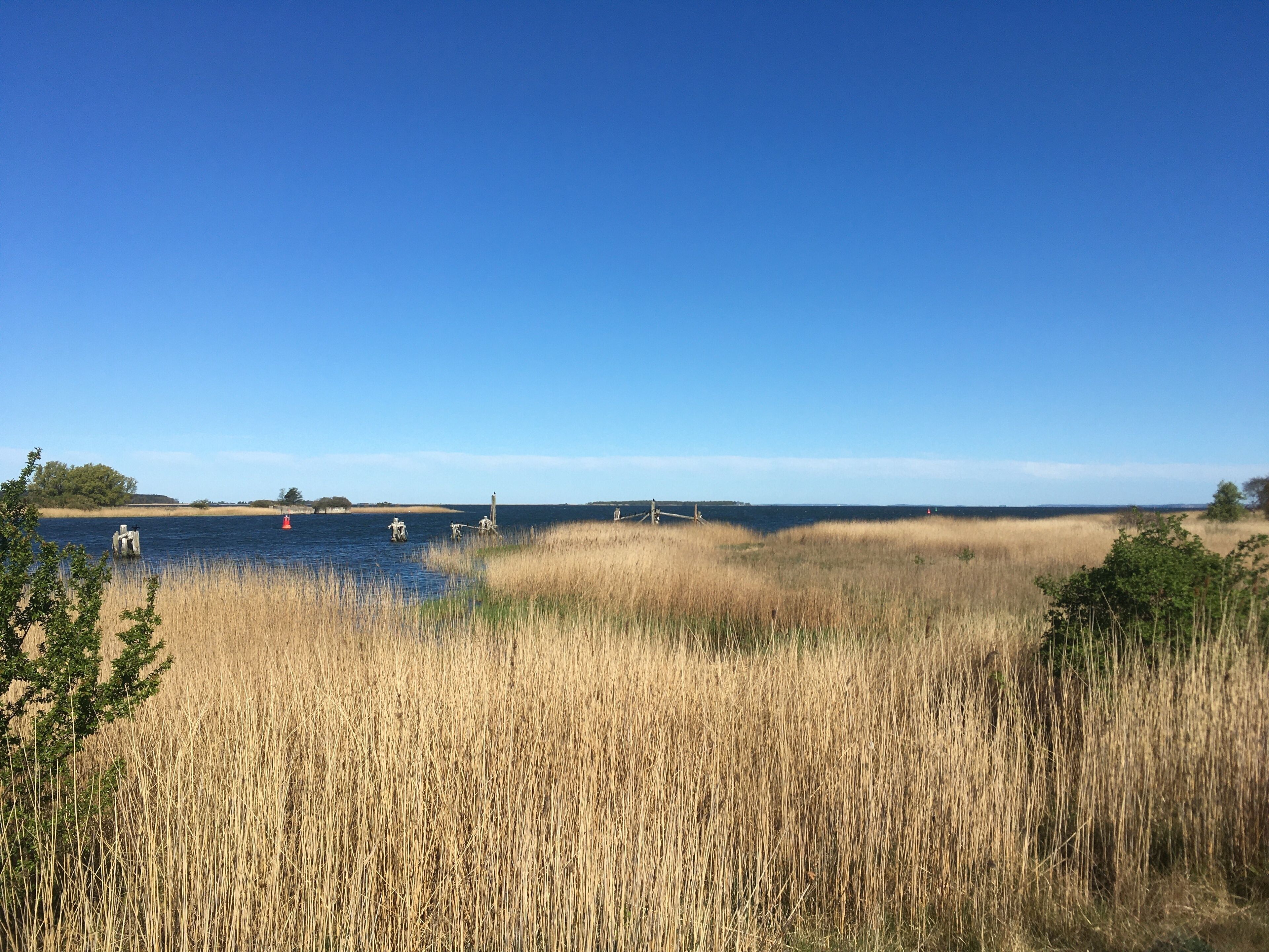 Un paisaje costero con pastos altos, un cielo azul despejado y una masa de agua tranquila.