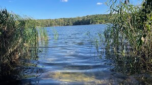 Una vista limpida su un lago circondato da una vegetazione fitta e una foresta sullo sfondo.