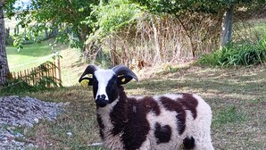 Een zwart-wit schaap met gele oorkappen op het gras.