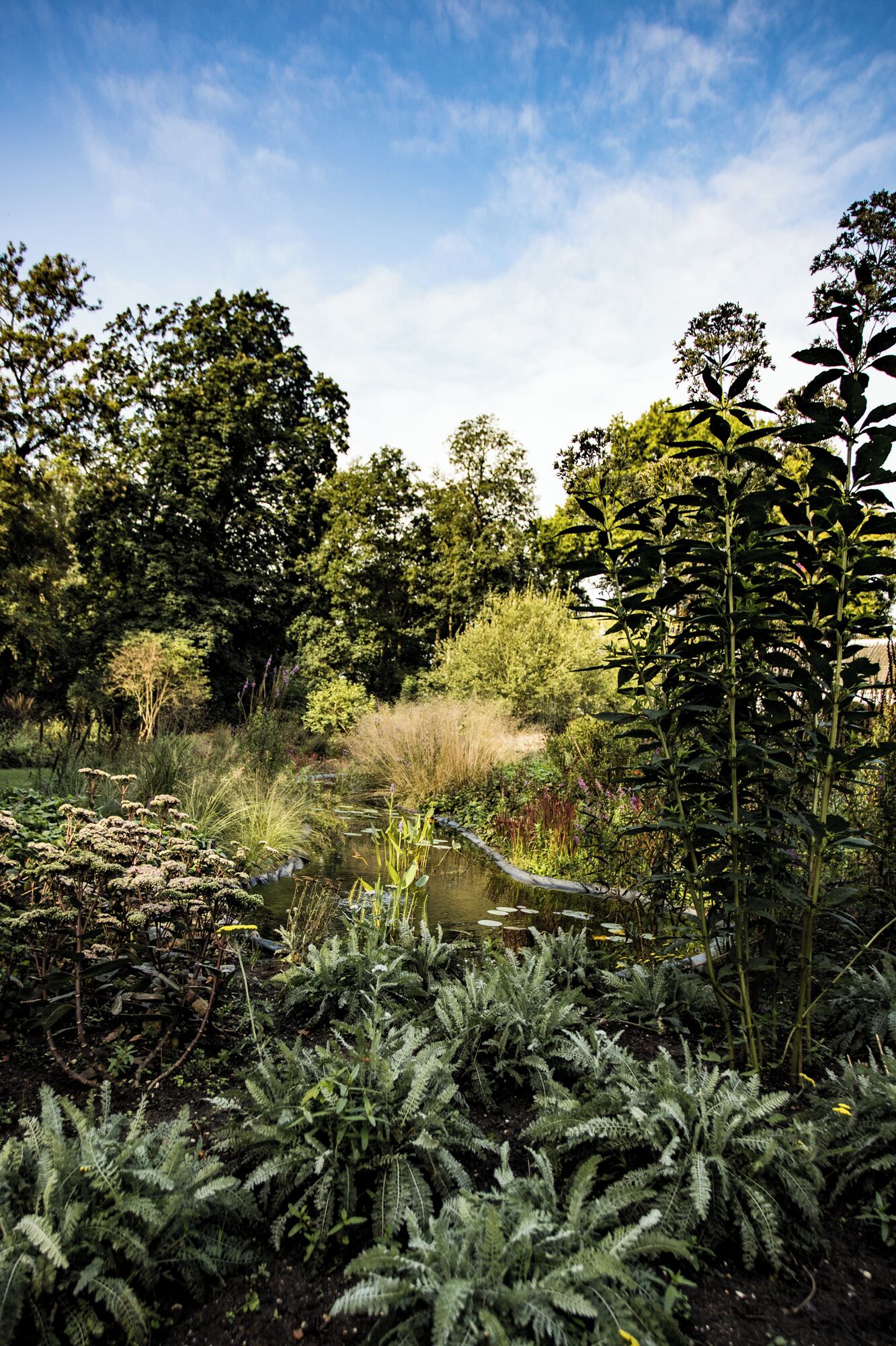 A natural landscape with dense vegetation, a small water body, and trees.