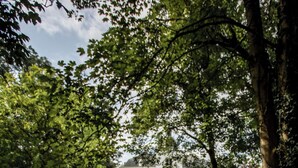 A pathway leading to a white building surrounded by lush greenery.