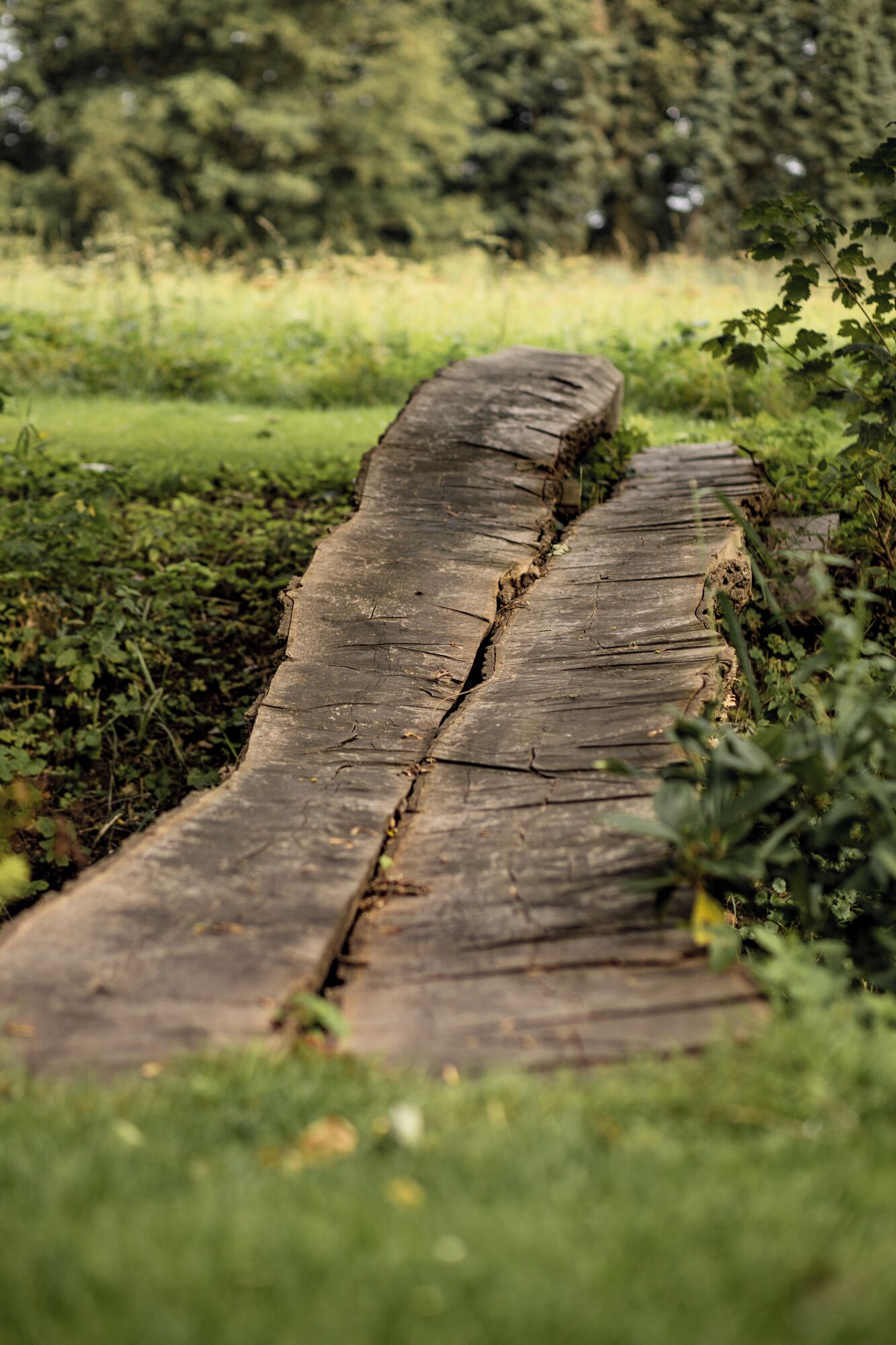A wooden pathway in a natural setting.