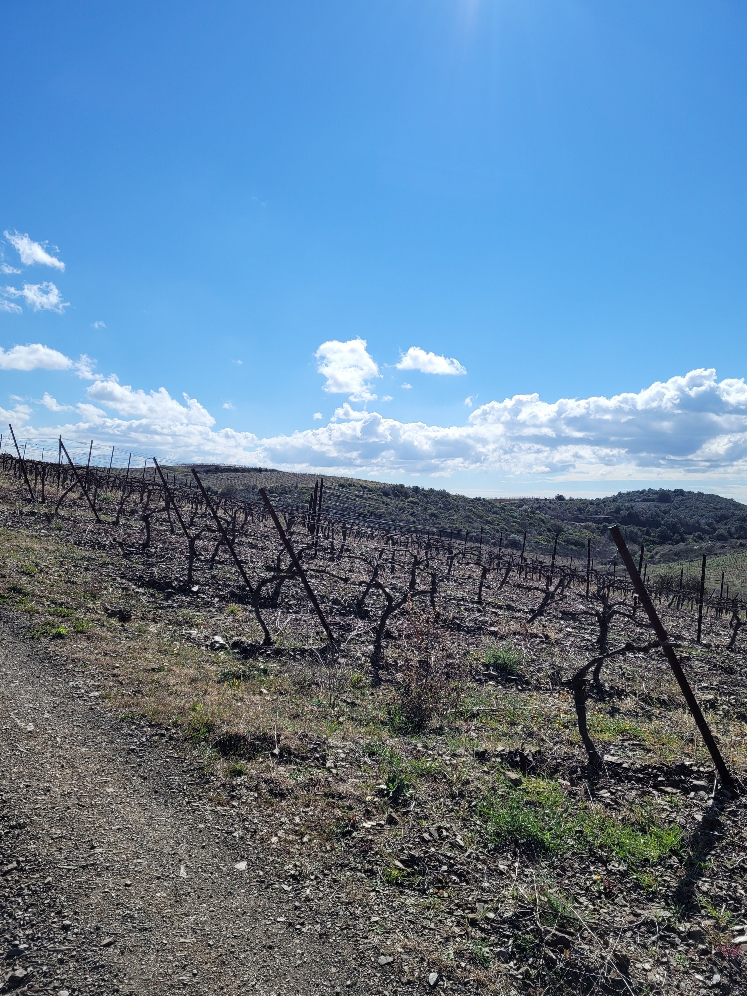 A vineyard with rows of grapevines under a clear sky.