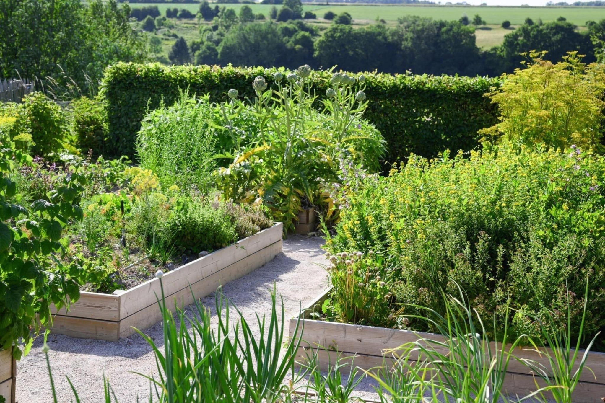 A garden with various plants and a gravel path.