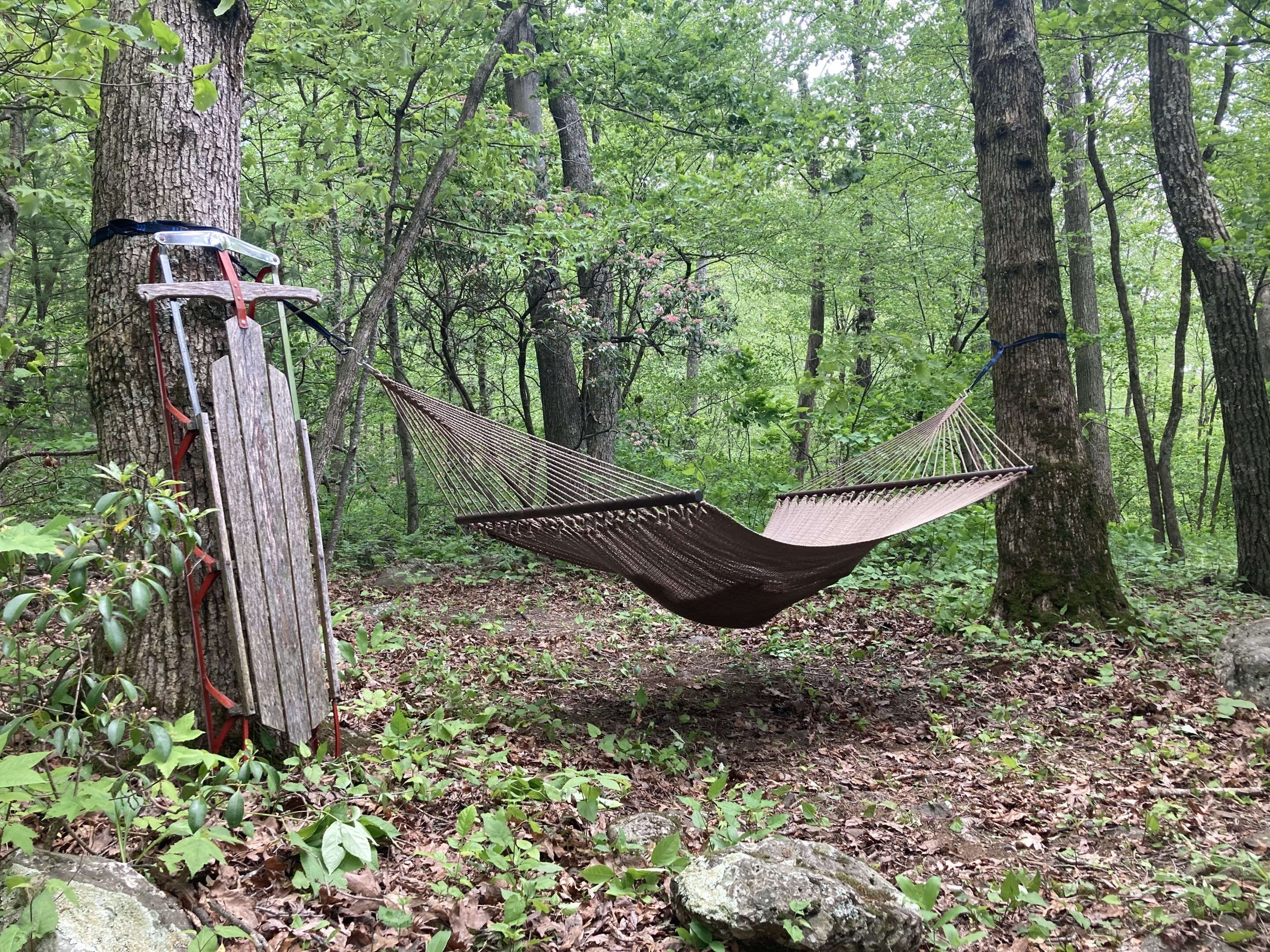 A hammock suspended between trees in a forested area.