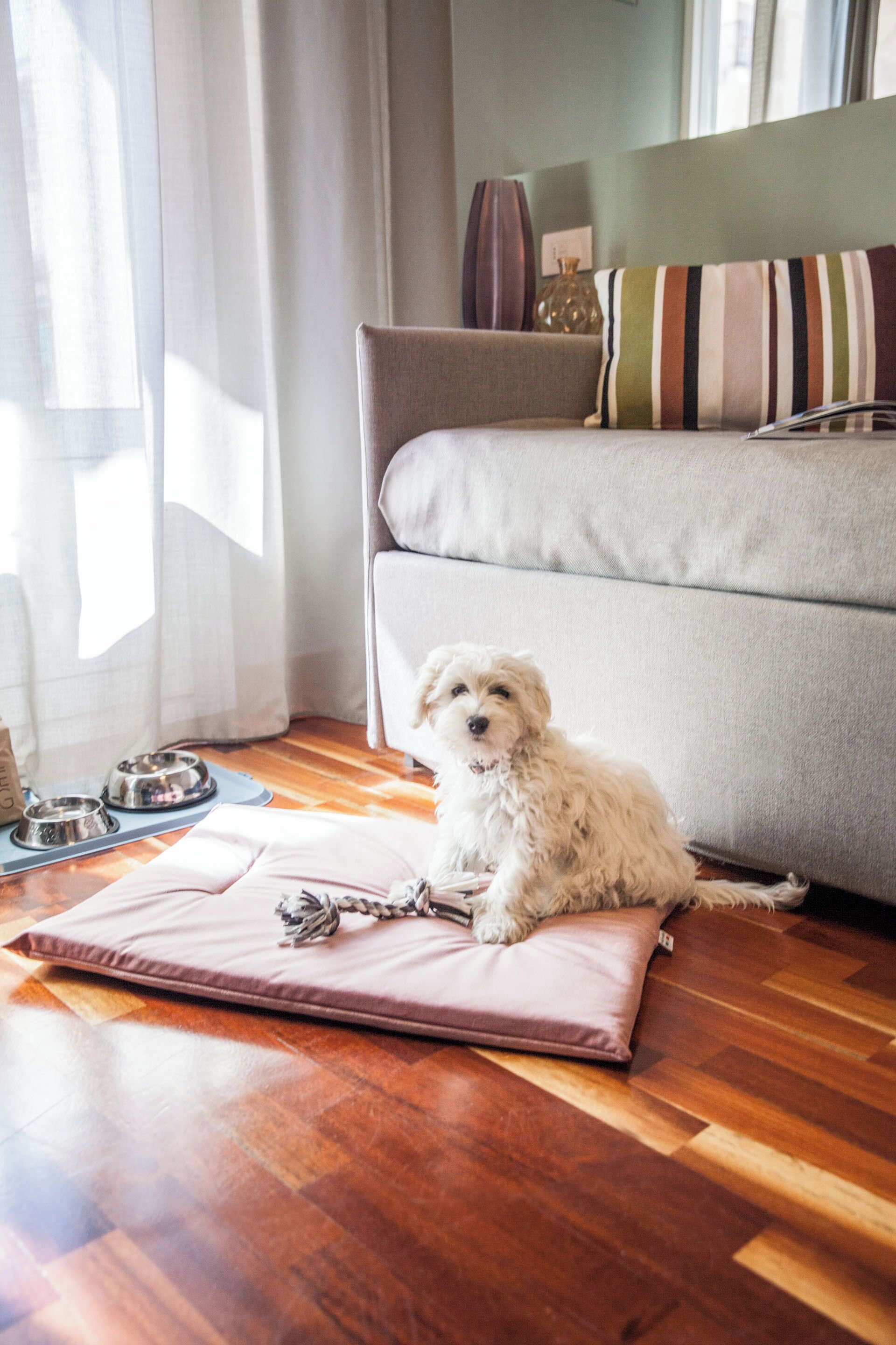 A dog sitting on a mat in a room with a sofa, wooden floor, and a window with curtains.