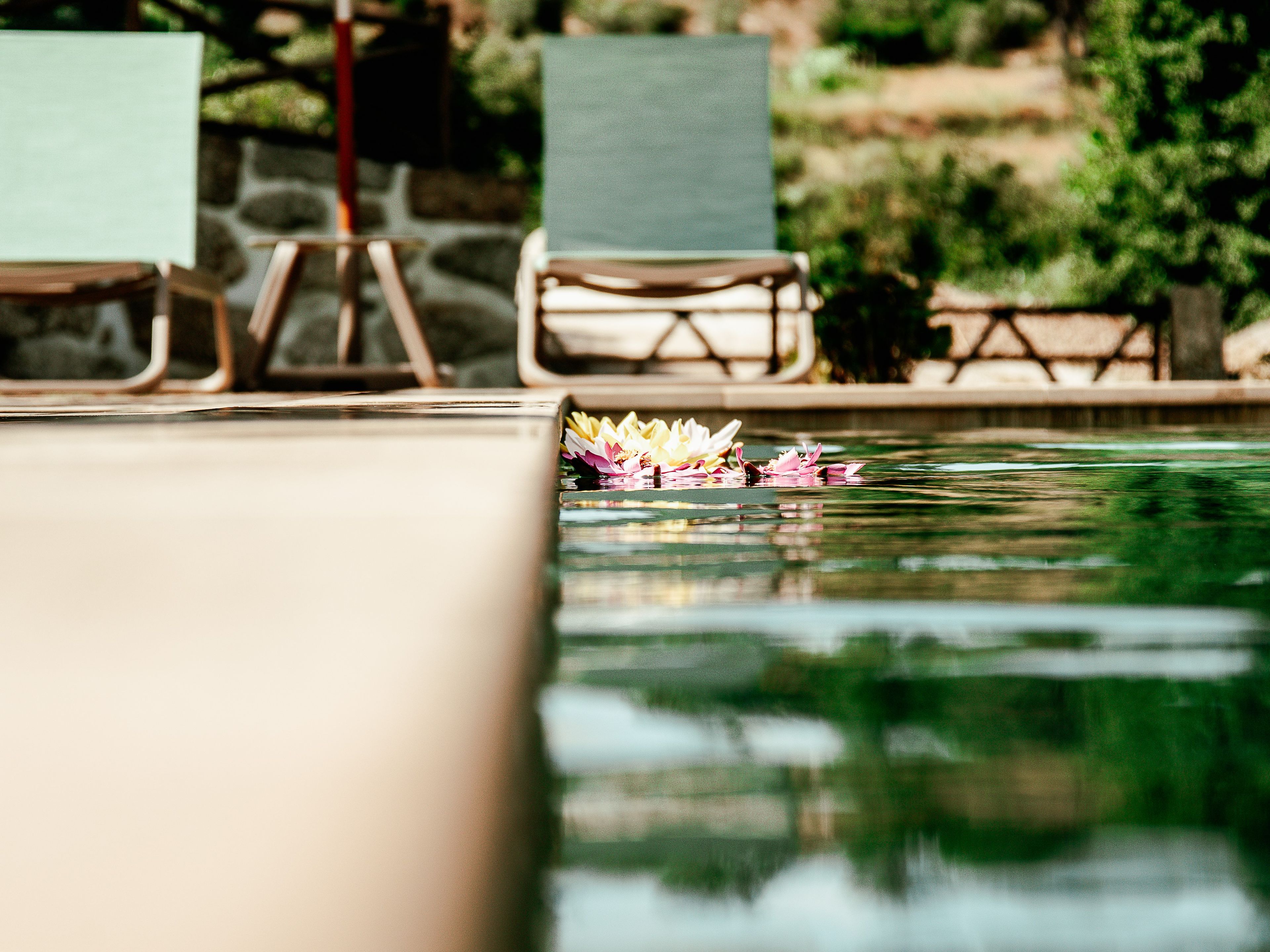 A pool with water lilies and lounge chairs.