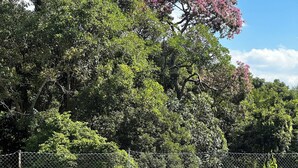 A fenced garden area with a pergola structure, surrounded by lush greenery and trees. - Beautiful Mairiporã Farm with Beach Tennis Court (Mairiporã)