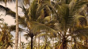 A pathway lined with palm trees leading to a thatched-roof hut. - Santuario Playa Bonita (Santa Marta)