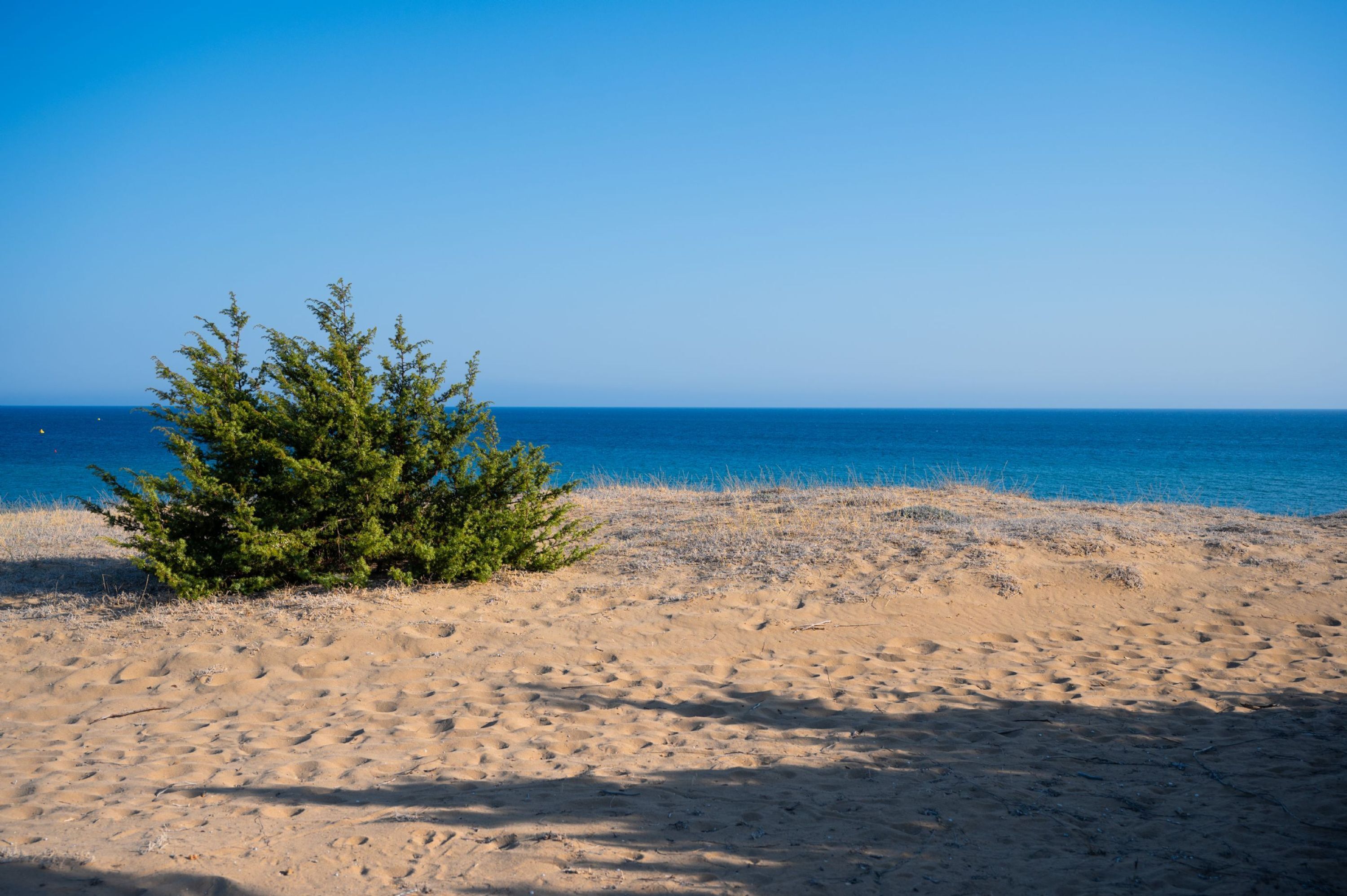 A sandy beach with a small green bush and a clear blue sky.